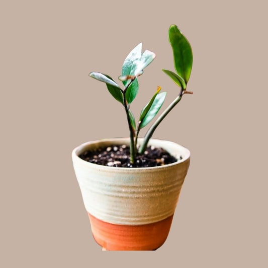 Tapered Planter (5")-Box Builder Item-East Wheeling Clayworks-KINSHIP GIFT