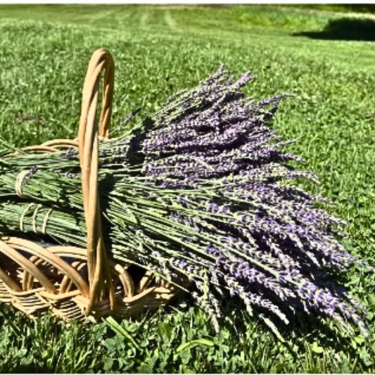Large Dried Lavender Bundle