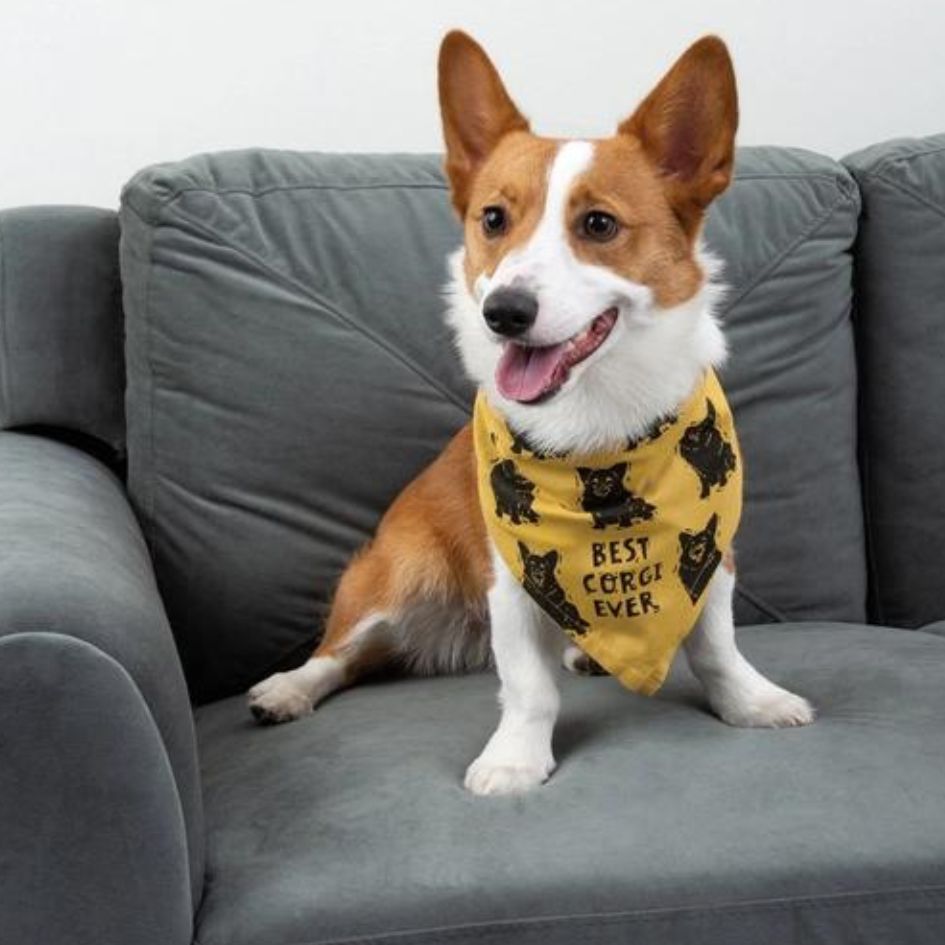 Best Corgi/Love My Human Pet Bandana (Reversible)-Box Builder Item-Primitives by Kathy-Black & Gold, Cats, dog bandana, dog birthday, Dogs, housewarming, housewarming gift, LDT:GW:RESTRICT, new dog, new pet gift box, pet themed gift, Pets, Primitives by Kathy-